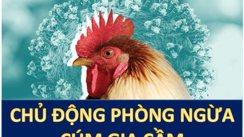 Chủ động phòng ngừa cúm gia cầm