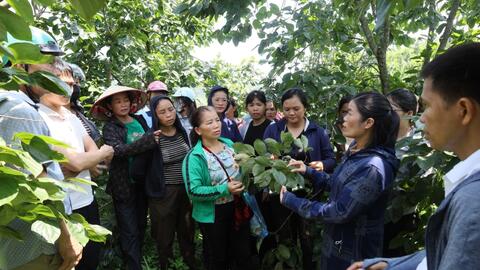 Tập huấn hỗ trợ nông dân xã Hoàng Văn Thụ kỹ thuật canh tác Hồng Vành Khuyên