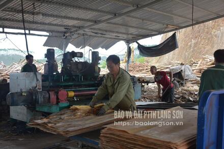 LÂM NGHIỆP KIỂM LÂM