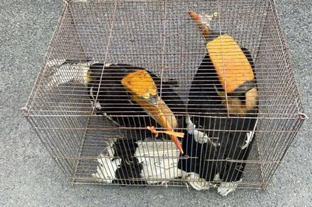 LÂM NGHIỆP KIỂM LÂM