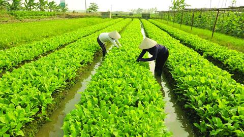 Biện pháp khắc phục rau màu sau bão lũ