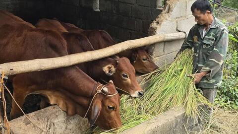 Nuôi con giống, nuôi hy vọng thoát nghèo