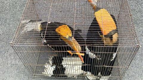 Hạt Kiểm lâm khu vực Cao Lộc phối hợp với chính quyền địa phương xử lý, cứu hộ động vật rừng nguy cấp, quý, hiếm