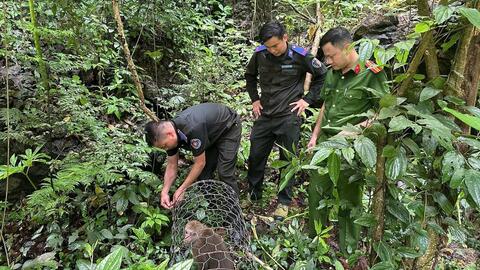 Lạng Sơn tái thả khỉ mốc quý hiếm về rừng đặc dụng Hữu Liên