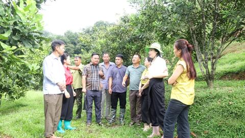 Kết quả mô hình khuyến nông thâm canh trên cây Mắc ca tại xã Thuỵ Hùng