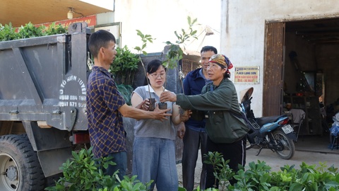Cấp phát cây giống triển khai mô hình phát triển cây Hồi phục vụ chế biến và xuất khẩu