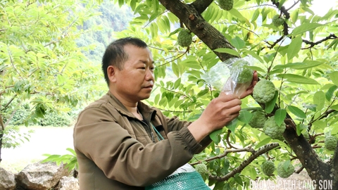 Tăng thu từ na trái vụ