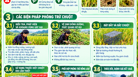 Chung tay phòng trừ chuột bảo vệ lúa mùa