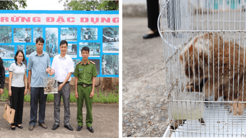 PHỐI HỢP TÁI THẢ 01 CÁ THỂ CU LI LỚN VỀ MÔI TRƯỜNG TỰ NHIÊN TẠI KHU RỪNG ĐẶC DỤNG HỮU LIÊN
