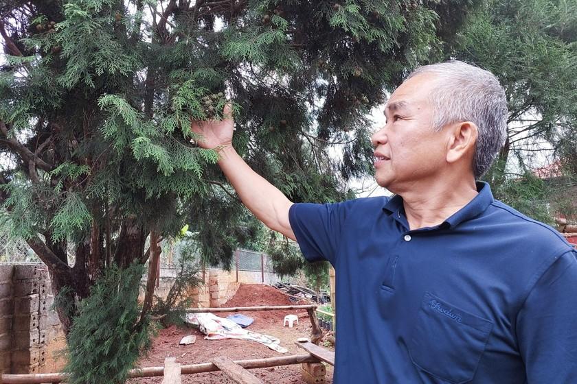 Ông Hoàng Trọng Xạ giới thiệu hạt và quả của cây hoàng đàn Hữu Liên.