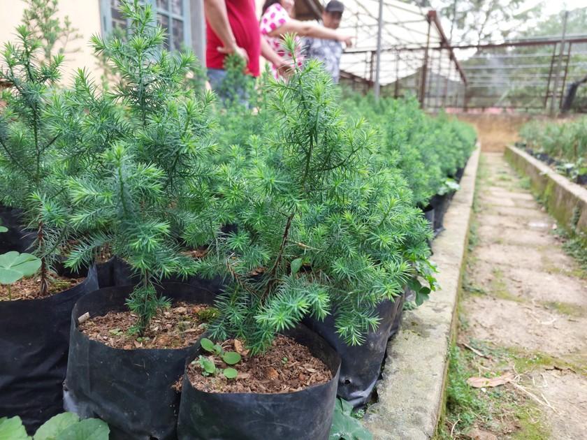 Cây non sau khi nảy mầm được người dân cẩn thận đưa lên bầu đất để chăm sóc.