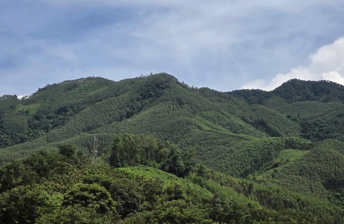 Độ che phủ rừng của Lạng Sơn năm 2025 đạt 64,5%, tăng 1,5% so với 2020. Ảnh: Hoàng Nghĩa. Độ che phủ rừng của Lạng Sơn năm 2025 đạt 64,5%, tăng 1,5% so với 2020. Ảnh: Hoàng Nghĩa.