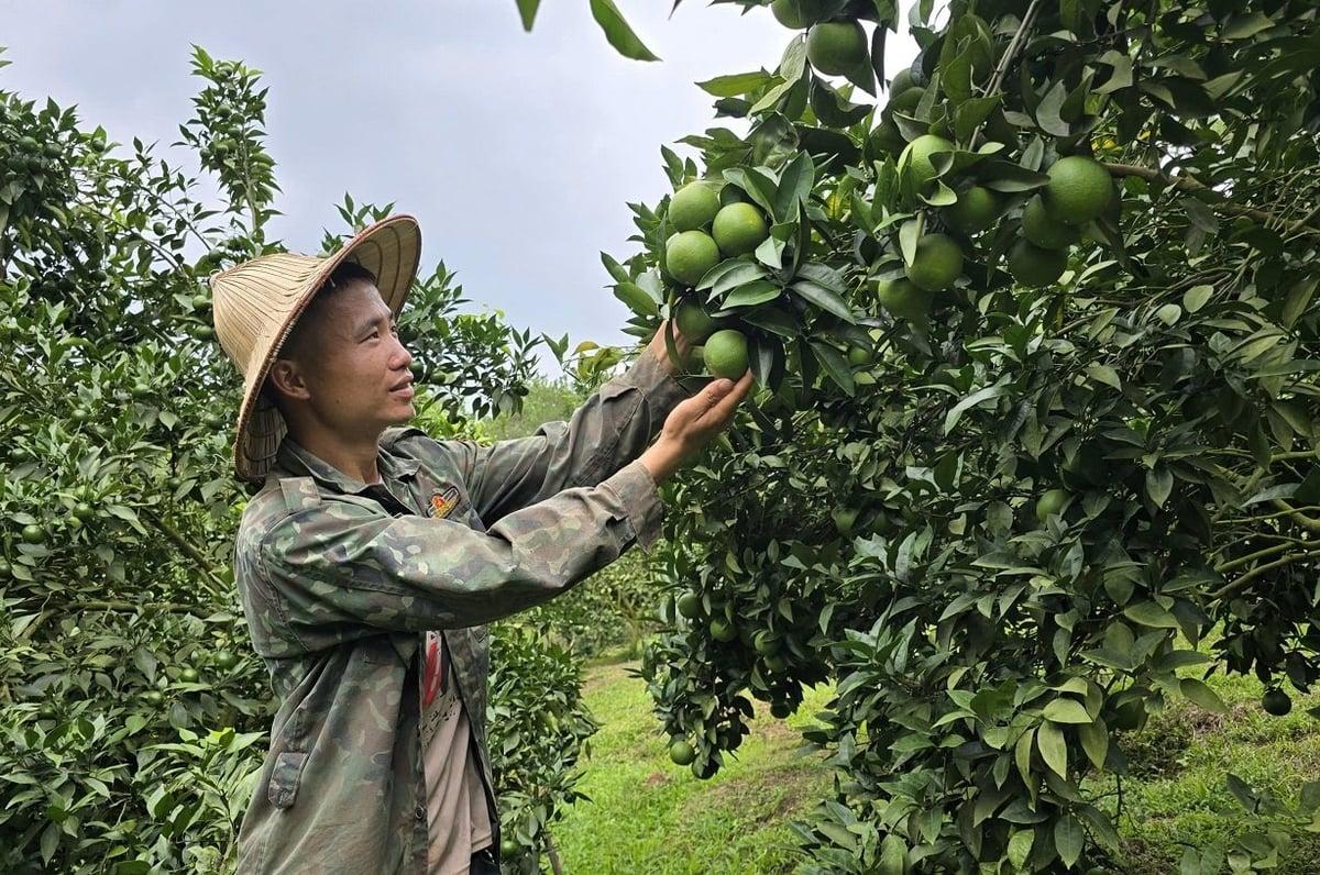 Nhiều mô hình kinh tế mang lại hiệu quả đã được nhân rộng để các hộ nghèo, cận nghèo học hỏi, áp dụng, góp phần giảm nghèo bền vững. Ảnh: Hoàng Nghĩa. Nhiều mô hình kinh tế mang lại hiệu quả đã được nhân rộng để các hộ nghèo, cận nghèo học hỏi, áp dụng, góp phần giảm nghèo bền vững. Ảnh: Hoàng Nghĩa.