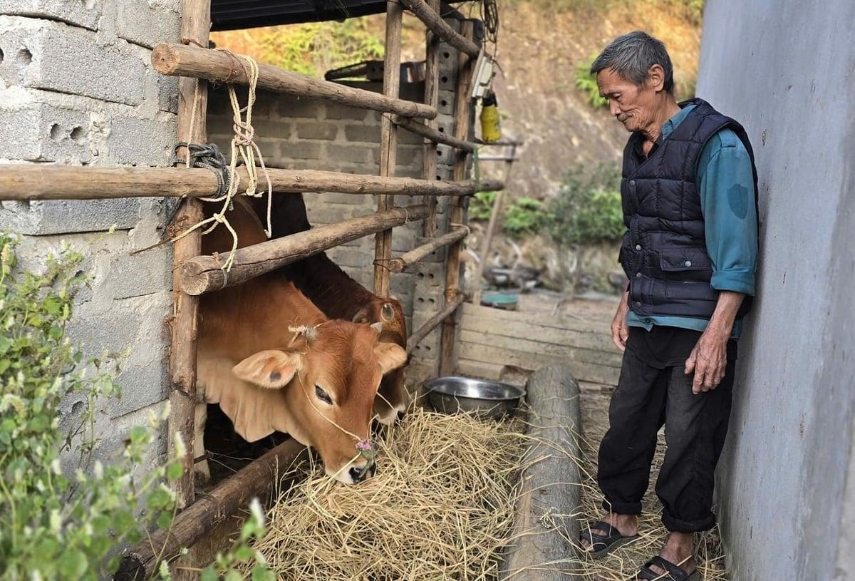 Hai con bò sinh sản được gia đình ông Hoa chăm nuôi cẩn thận, kỳ vọng sẽ có nguồn thu ổn định hơn trong những năm tới. Ảnh: Hoàng Nghĩa. Hai con bò sinh sản được gia đình ông Hoa chăm nuôi cẩn thận, kỳ vọng sẽ có nguồn thu ổn định hơn trong những năm tới. Ảnh: Hoàng Nghĩa.