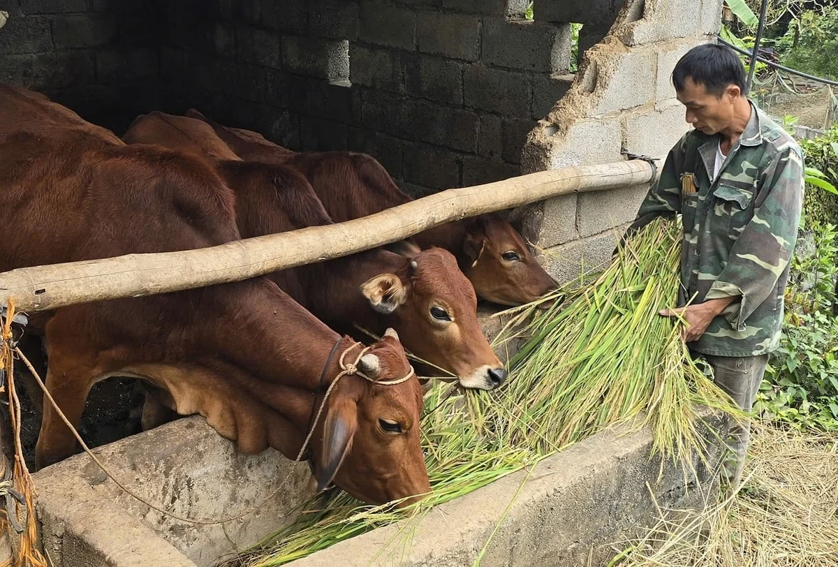 Đàn bò đã giúp gia đình ông Minh có được một điểm tựa rõ ràng để thay đổi cuộc sống. Ảnh: Hoàng Nghĩa. Đàn bò đã giúp gia đình ông Minh có được một điểm tựa rõ ràng để thay đổi cuộc sống. Ảnh: Hoàng Nghĩa.