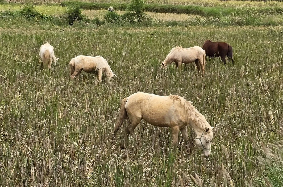 Việc hỗ trợ bò, ngựa giống phù hợp với điều kiện từng địa bàn đã phát huy hiệu quả rõ rệt, giúp nhiều hộ thoát khỏi cái nghèo một cách bền vững. Ảnh: Hoàng Nghĩa. Việc hỗ trợ bò, ngựa giống phù hợp với điều kiện từng địa bàn đã phát huy hiệu quả rõ rệt, giúp nhiều hộ thoát khỏi cái nghèo một cách bền vững. Ảnh: Hoàng Nghĩa.