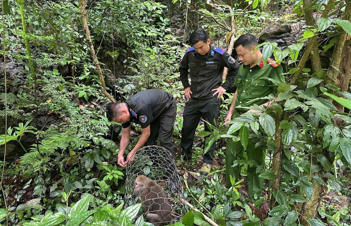 Cá thể khỉ mốc trở về môi trường tự nhiên tại khu rừng đặc dụng Hữu Liên sau thời gian được tiếp nhận, chăm sóc. Ảnh: Hoàng Nghĩa. Cá thể khỉ mốc trở về môi trường tự nhiên tại khu rừng đặc dụng Hữu Liên sau thời gian được tiếp nhận, chăm sóc. Ảnh: Hoàng Nghĩa.